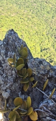 Hoya australis, photograph (c) Evert Materman, some rights reserved (CC BY-SA)