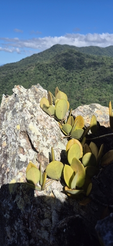 Hoya australis, photograph 6