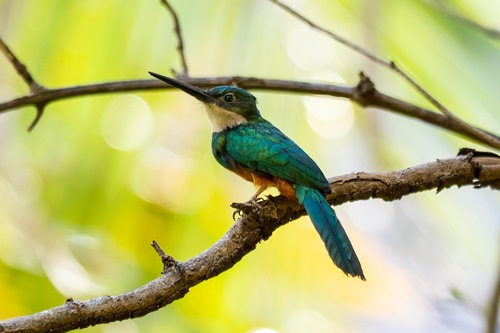 Rufous-tailed Jacamar