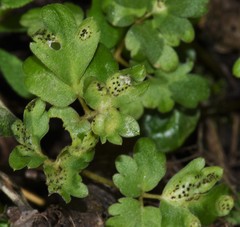 Puccinia albescens