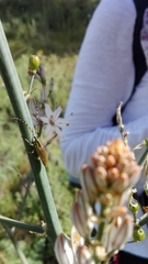 Agapanthia asphodeli