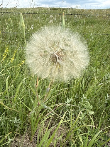 Yellow Salsify