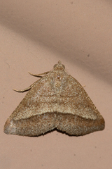 Macaria varadaria