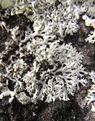 Physcia thomsoniana