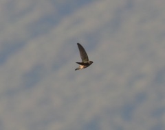 Collocalia marginata