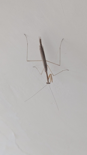Musonia remota