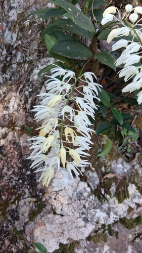 Dendrobium jonesii, photograph 3