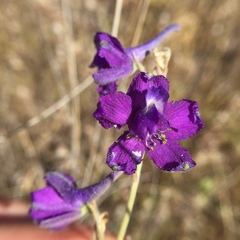 Delphinium variegatum variegatum