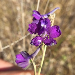 Delphinium variegatum variegatum