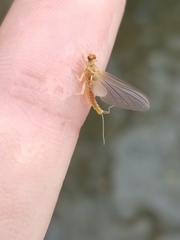 Ephemerella invaria