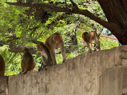 Rhesus Macaque
