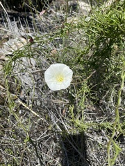 Calystegia subacaulis