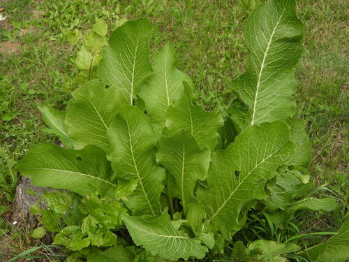 Horseradish