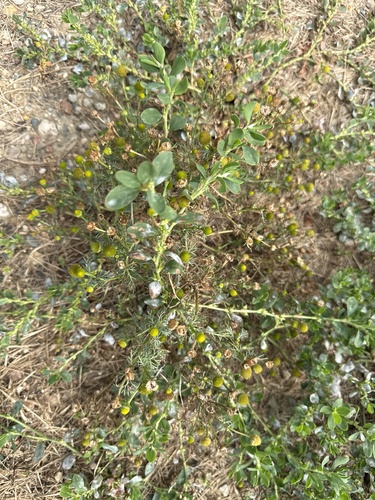 pineapple-weed