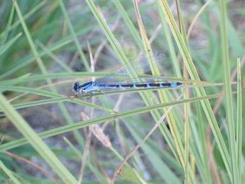 iNaturalist observation photo of Tule Bluet