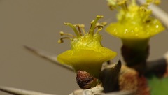 Euphorbia