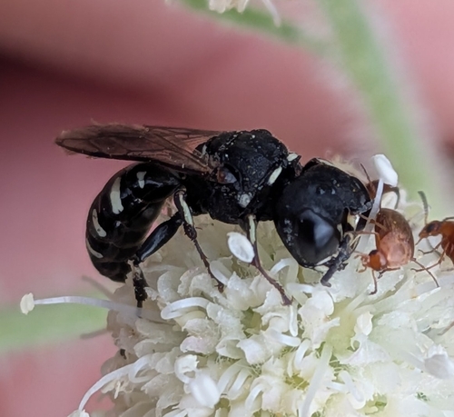 iNaturalist observation photo of Crabroninae