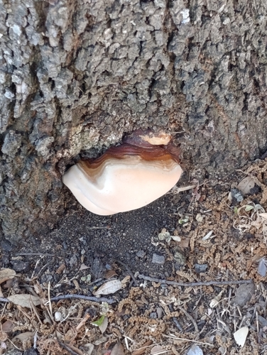 Ganoderma resinaceum