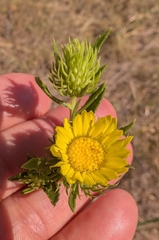 Grindelia lanceolata, photograph author not stated, no rights reserved
