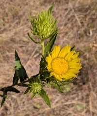 Grindelia lanceolata, photograph author not stated, no rights reserved