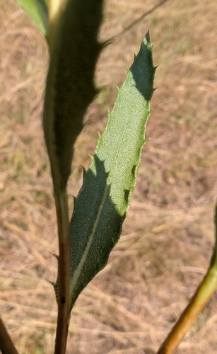 Grindelia lanceolata, photograph 4
