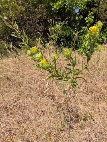 Grindelia lanceolata, photograph 5