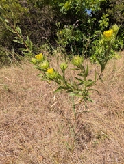 Grindelia lanceolata, photograph author not stated, no rights reserved