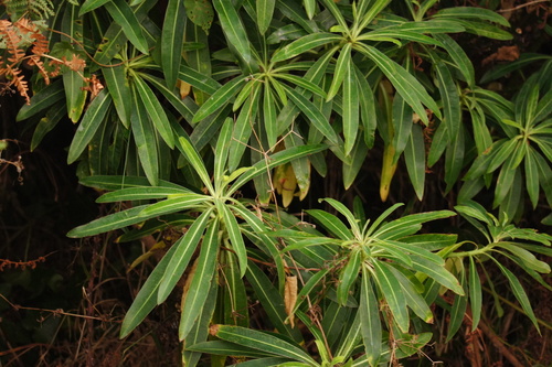 Euphorbia mellifera