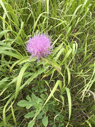 Flodman's thistle
