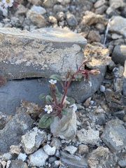 Phacelia barnebyana