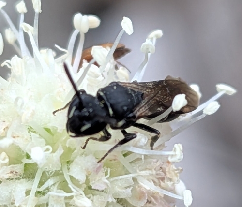 iNaturalist observation photo of Masked Bees