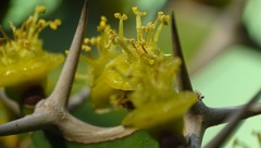 Euphorbia