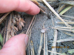 Sidymella trapezia