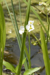 Sagittaria platyphylla