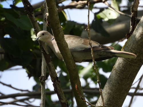 Eurasian Collared-Dove