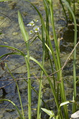 Sagittaria platyphylla
