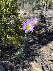 Erigeron argentatus