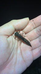 Polycanthagyna erythromelas