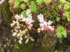 Sedum ternatum