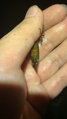 Polycanthagyna erythromelas