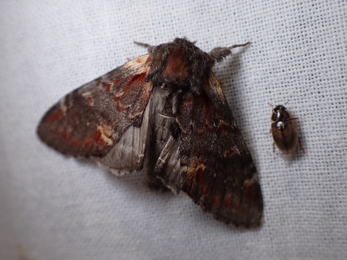 Iron Prominent