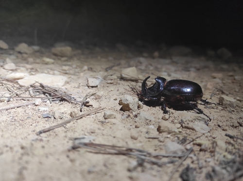 European Rhinoceros Beetle