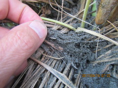 Sidymella trapezia