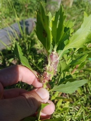 Neolasioptera lathami