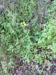 Papaver heterophyllum