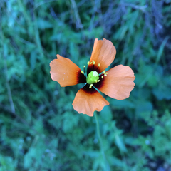 Papaver heterophyllum