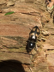 Selatosomus suckleyi