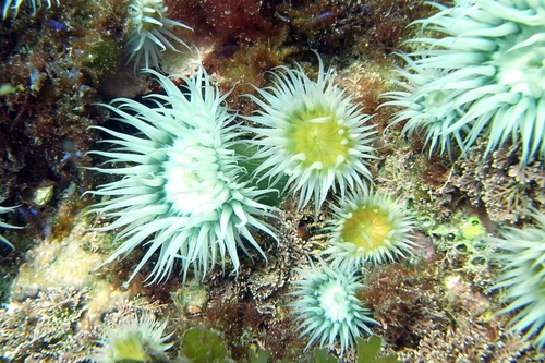 Anthothoe albocincta