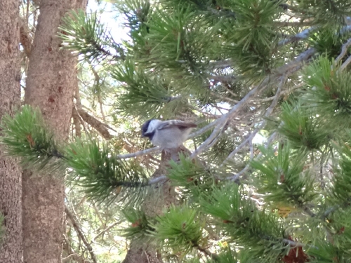 iNaturalist observation photo of Mountain Chickadee