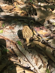 Morchella esculenta